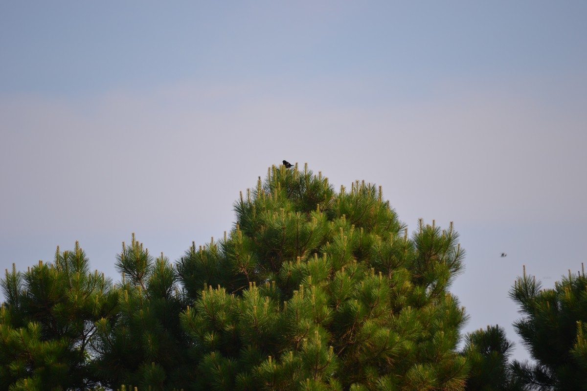 Red-winged Blackbird - ML628053382