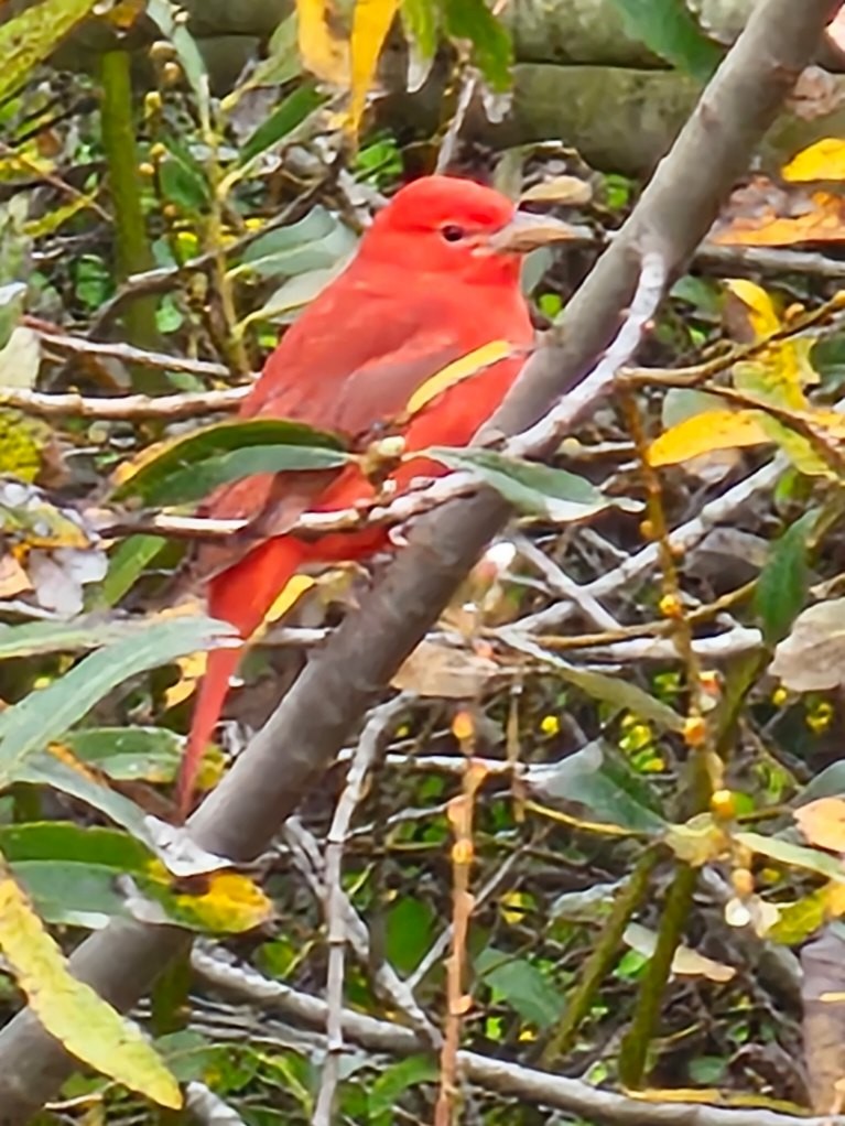 Summer Tanager - ML628053383