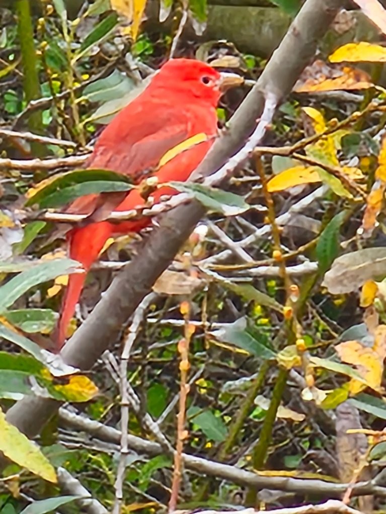 Summer Tanager - ML628053384