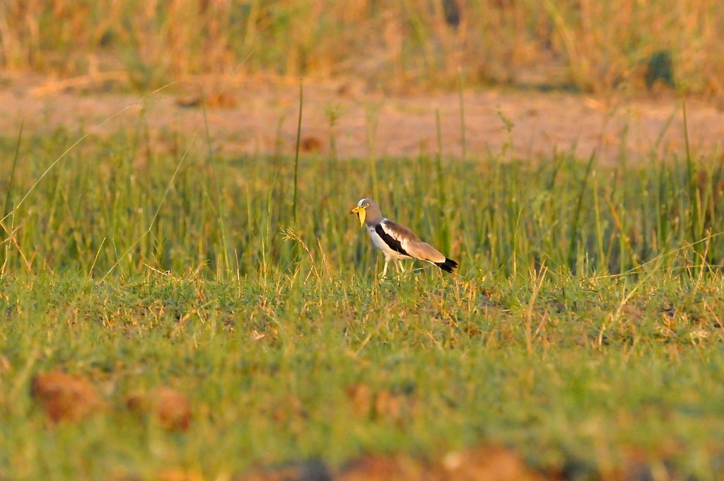 White-crowned Lapwing - ML628053506