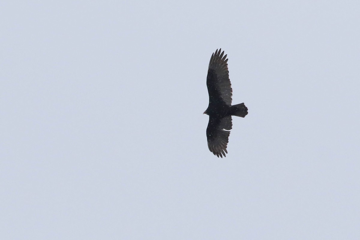 Turkey Vulture - ML628053548