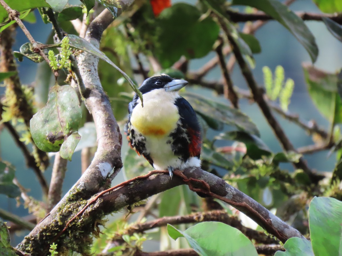 Spot-crowned Barbet - ML628053596