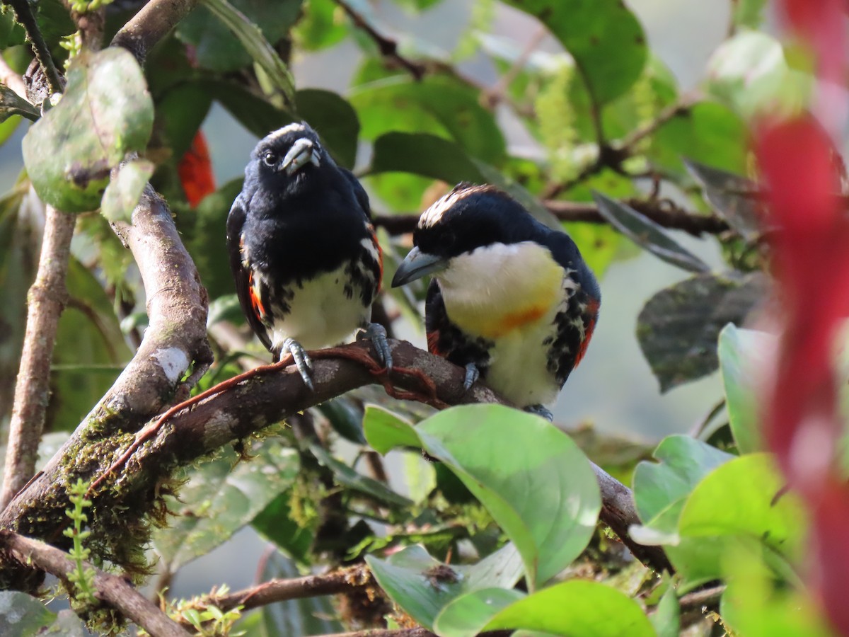 Spot-crowned Barbet - ML628053597