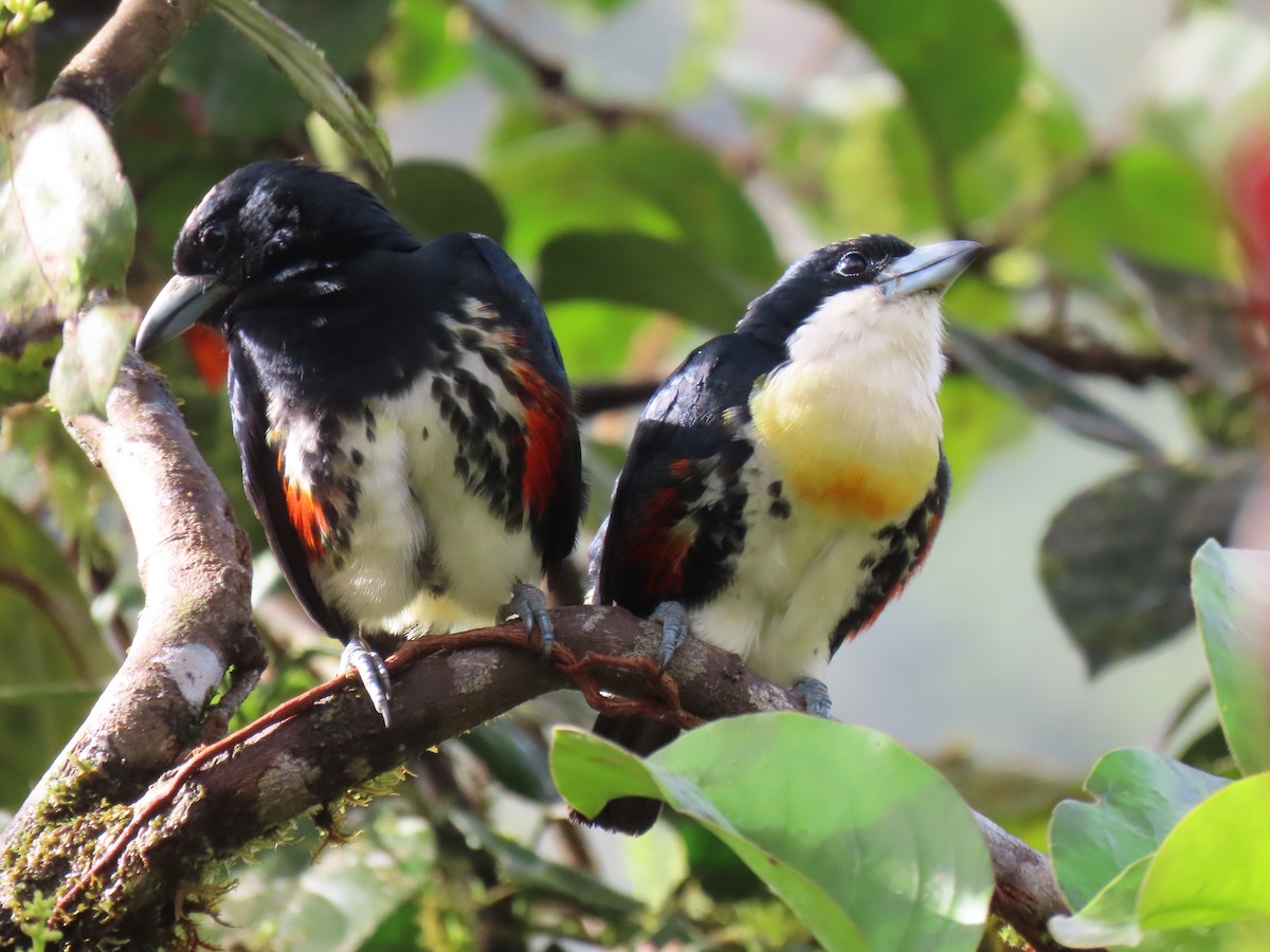 Spot-crowned Barbet - ML628053598