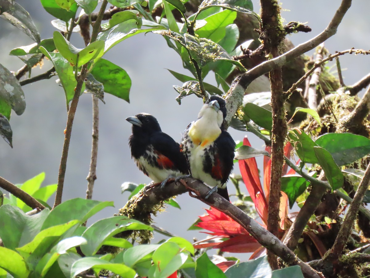 Spot-crowned Barbet - ML628053599