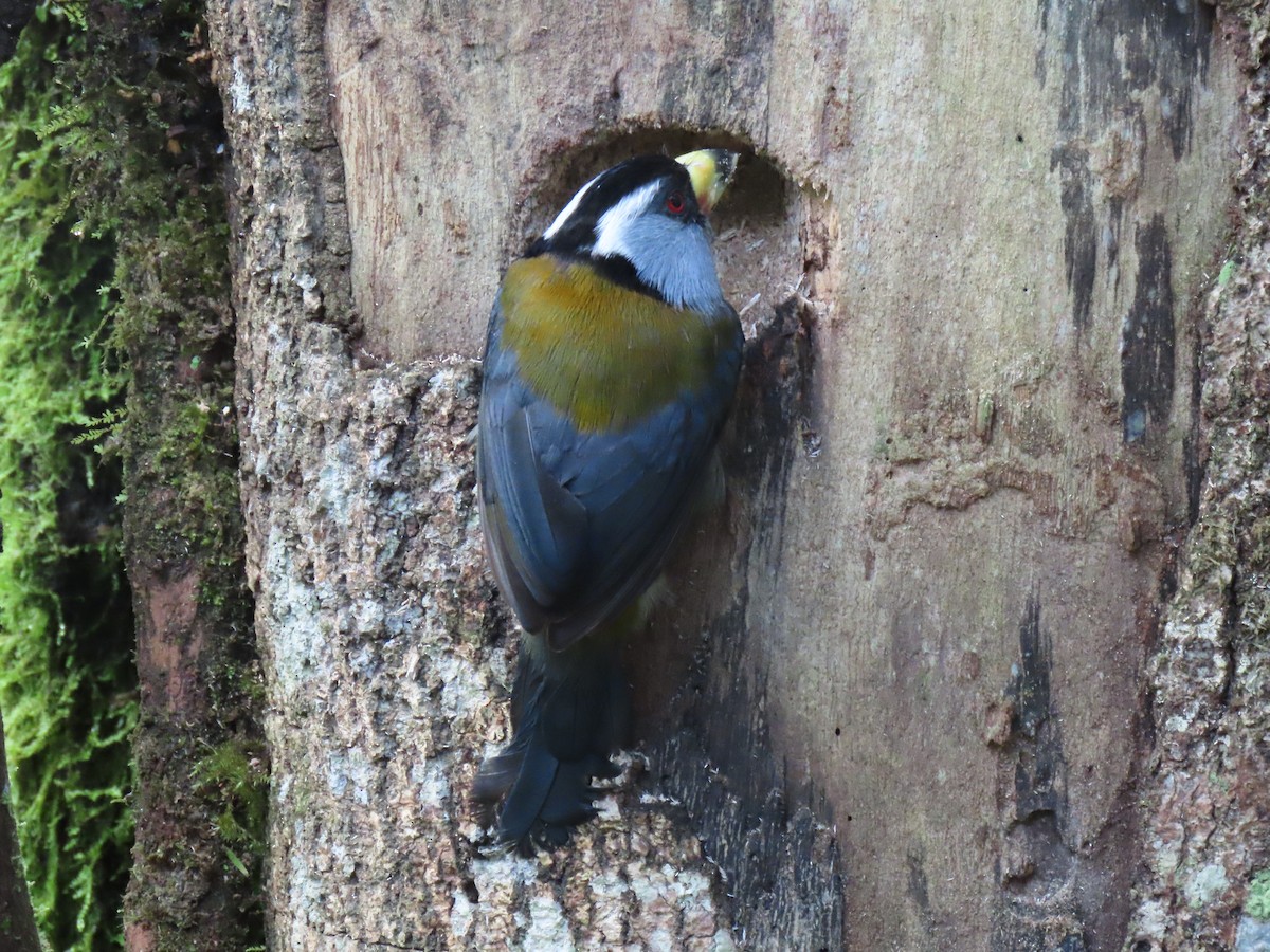 Toucan Barbet - ML628053607