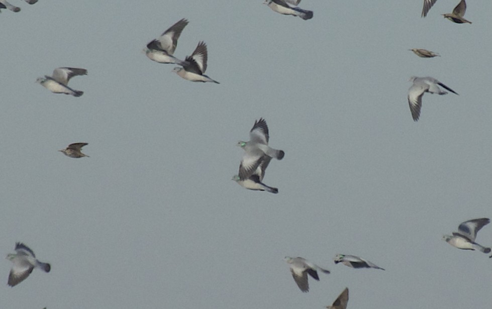 Colombella - ML628053612