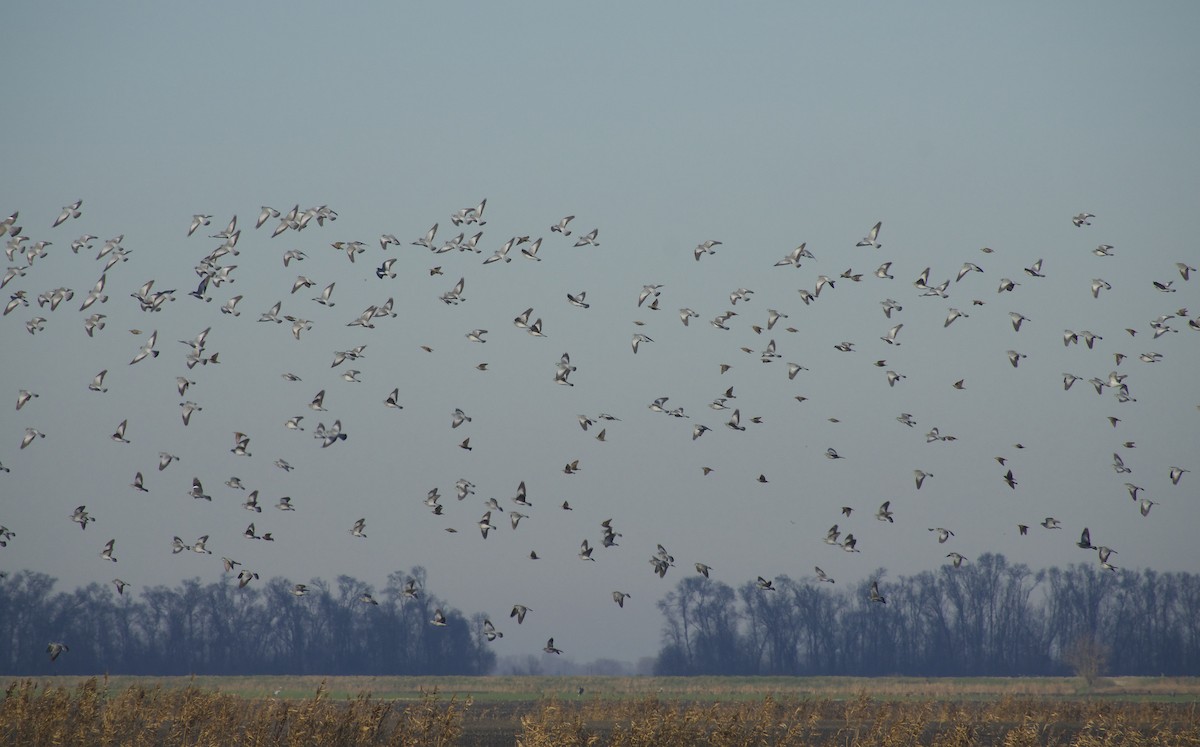 Colombella - ML628053613