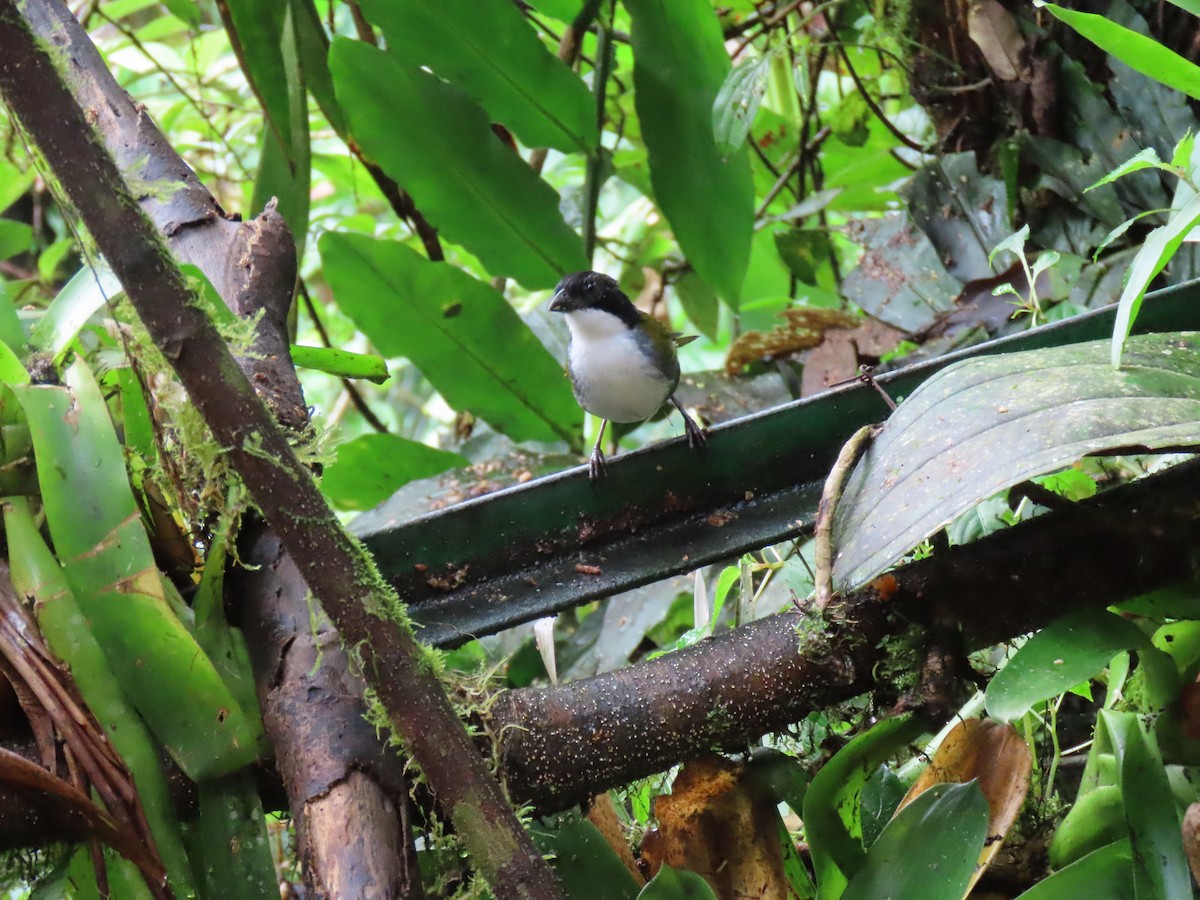 Black-headed Brushfinch - ML628053629