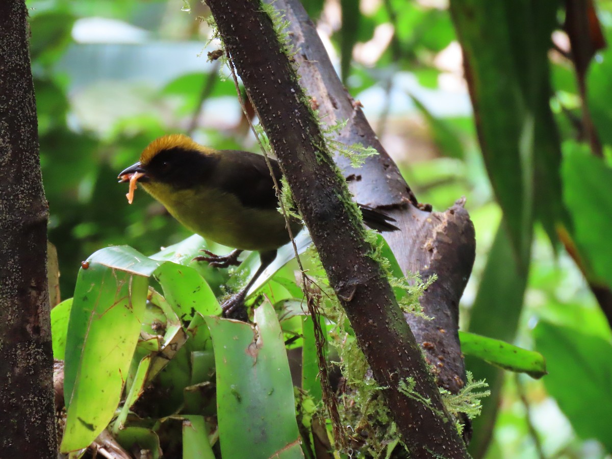 Choco Brushfinch - ML628053642