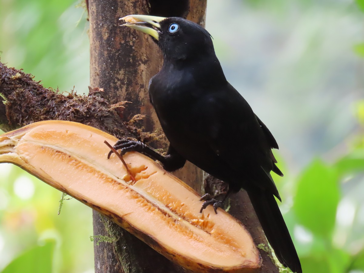 Scarlet-rumped Cacique (Pacific) - ML628053649