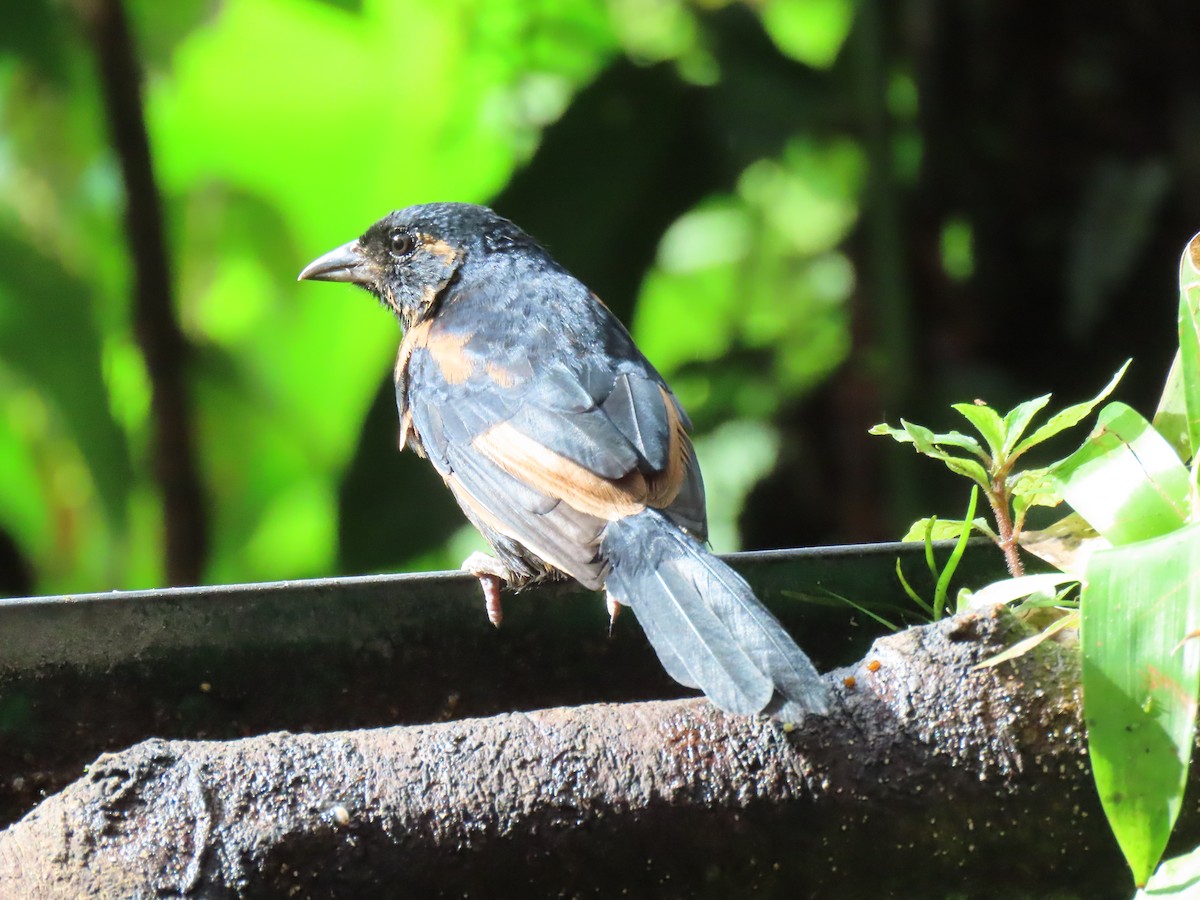 White-lined Tanager - ML628053661