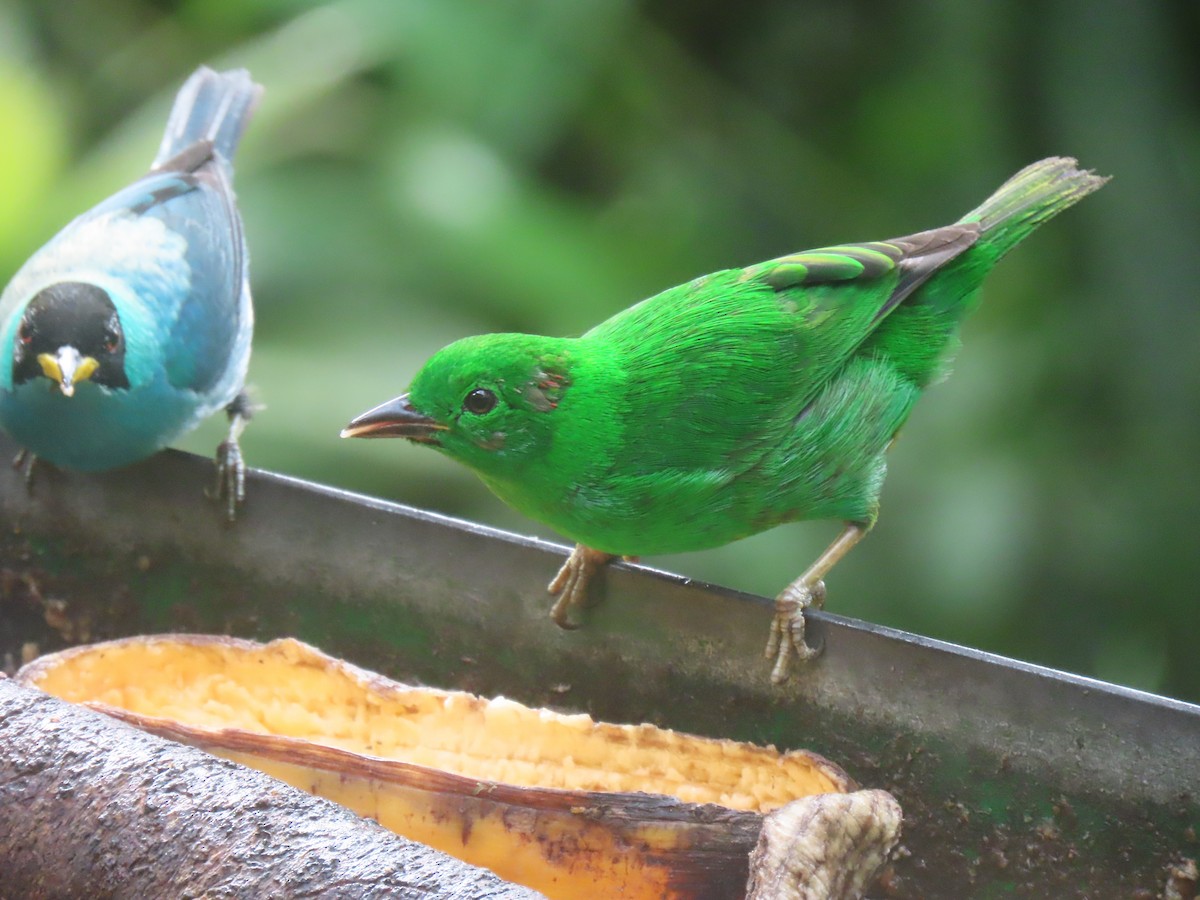 Glistening-green Tanager - ML628053673