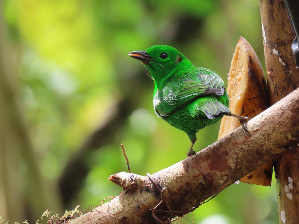 Glistening-green Tanager - ML628053674