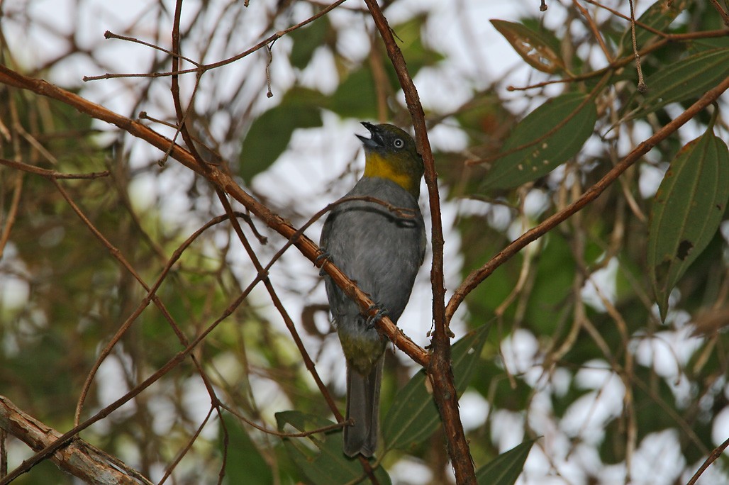 Yellow-throated Chlorospingus - ML628053691