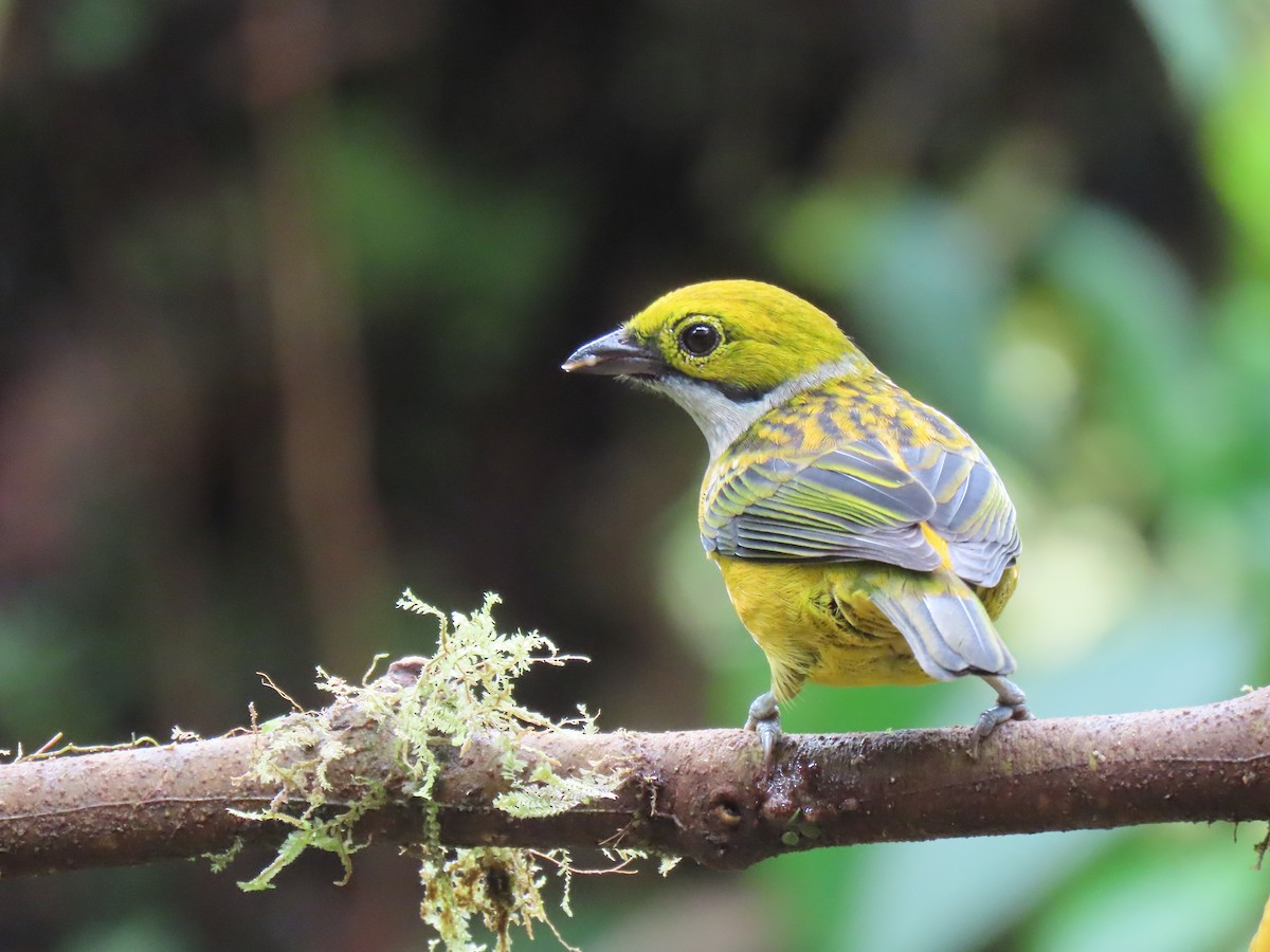 Silver-throated Tanager - ML628053695