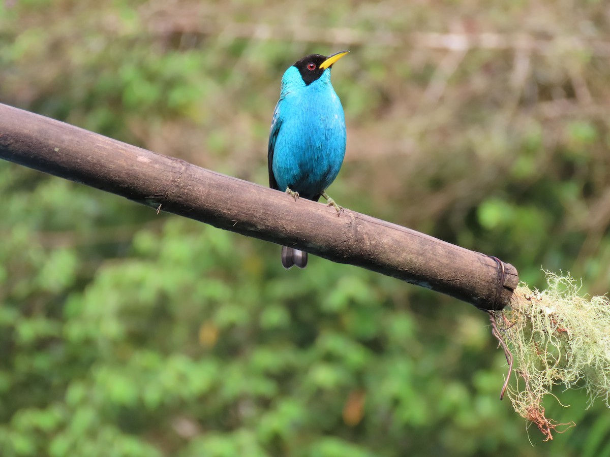 Green Honeycreeper - ML628053713