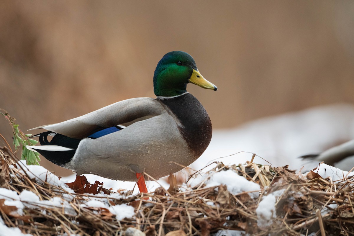 Mallard - ML628053763