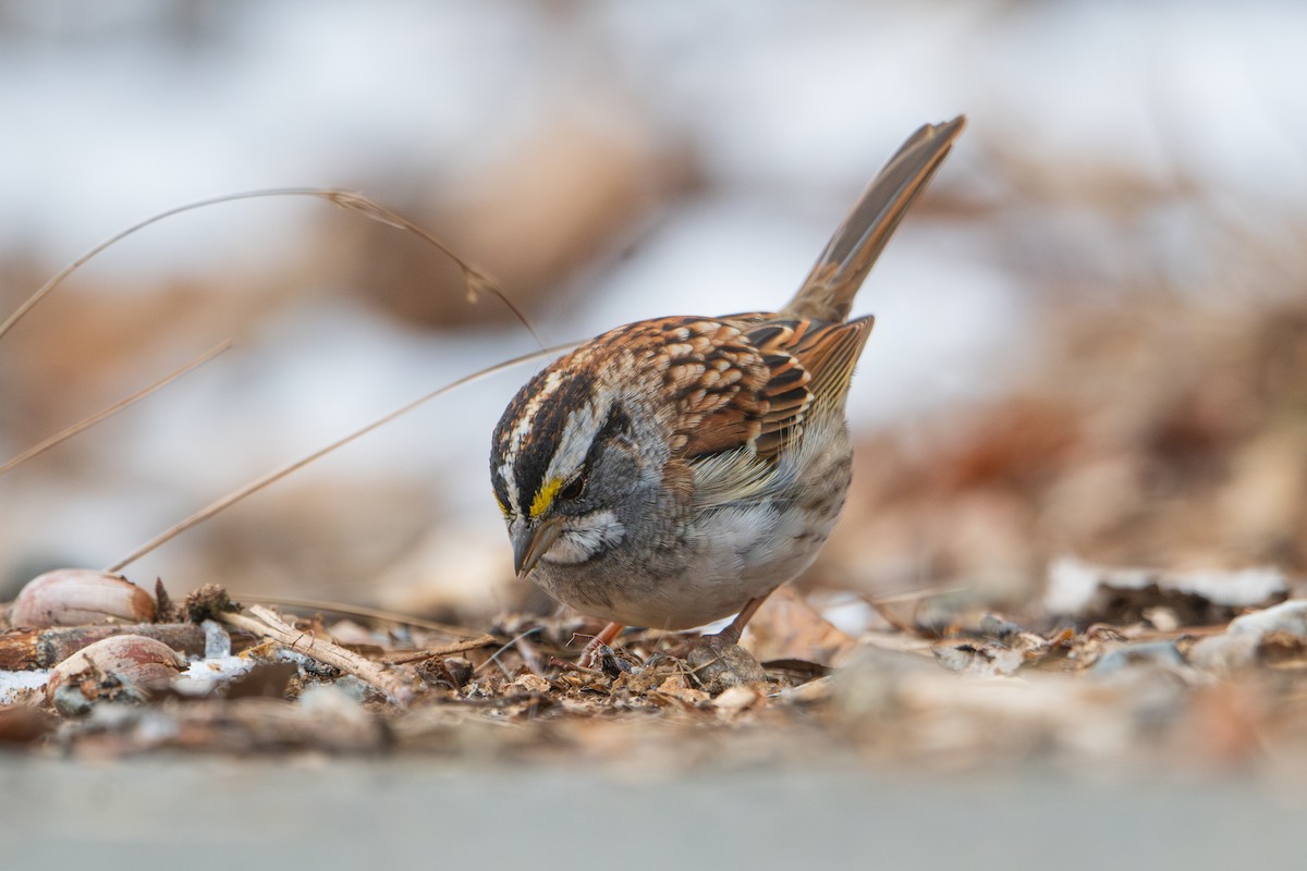 White-throated Sparrow - ML628053774