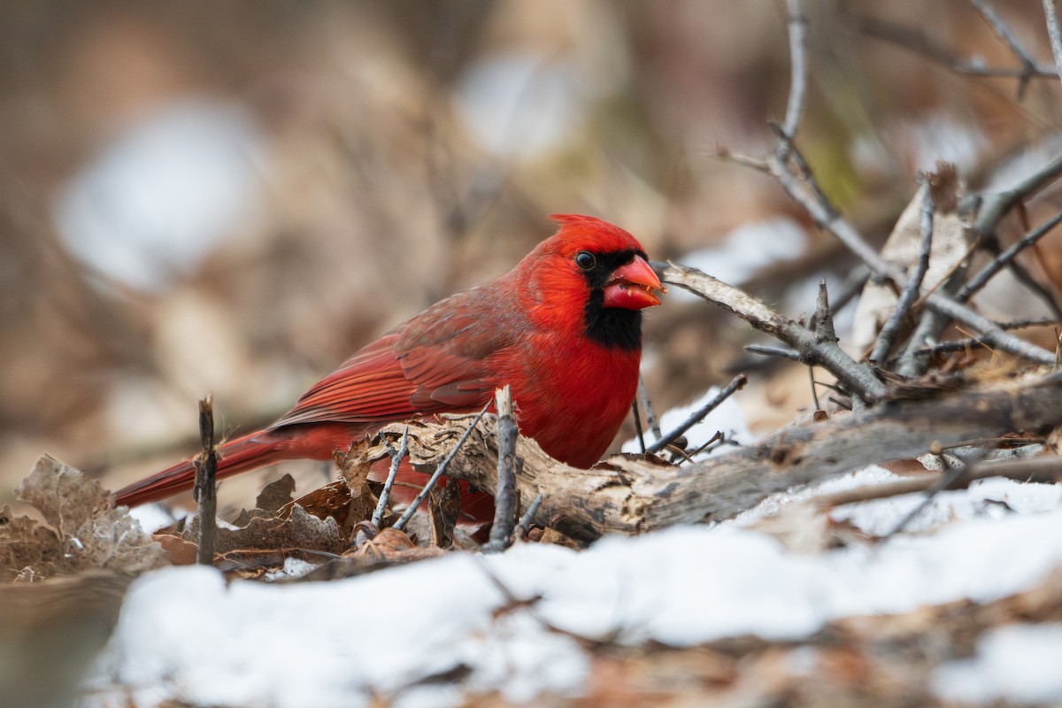 Northern Cardinal - ML628053799