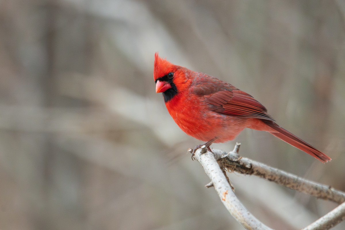 Northern Cardinal - ML628053800