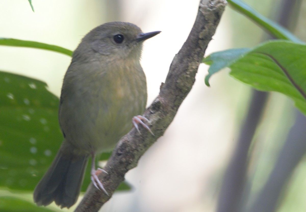 Large-billed Scrubwren - ML628053863