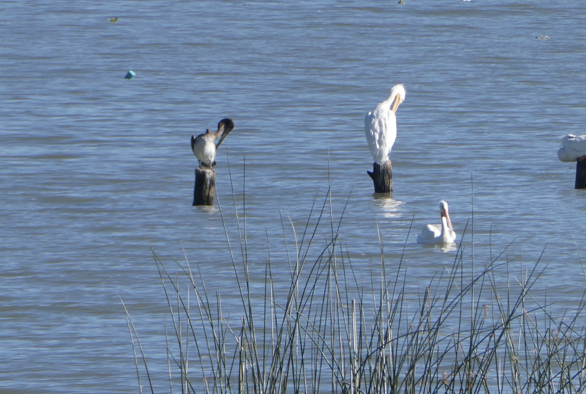 pelikán hnědý - ML628053864