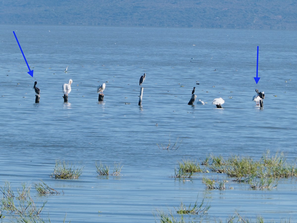 pelikán hnědý - ML628053865