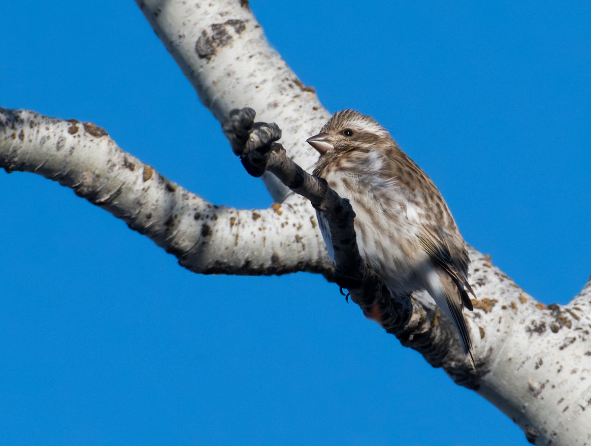 Purple Finch - ML628053873