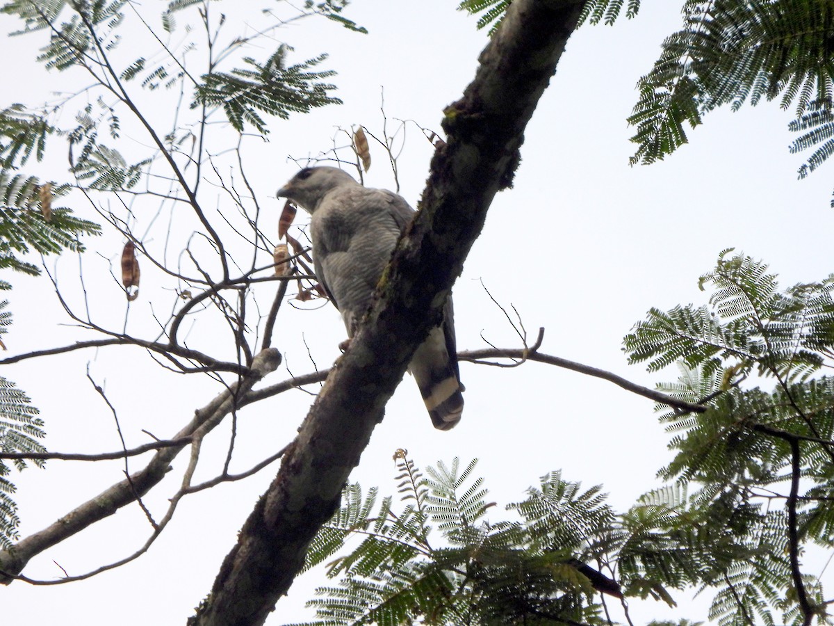 Gray-lined Hawk - ML628053882