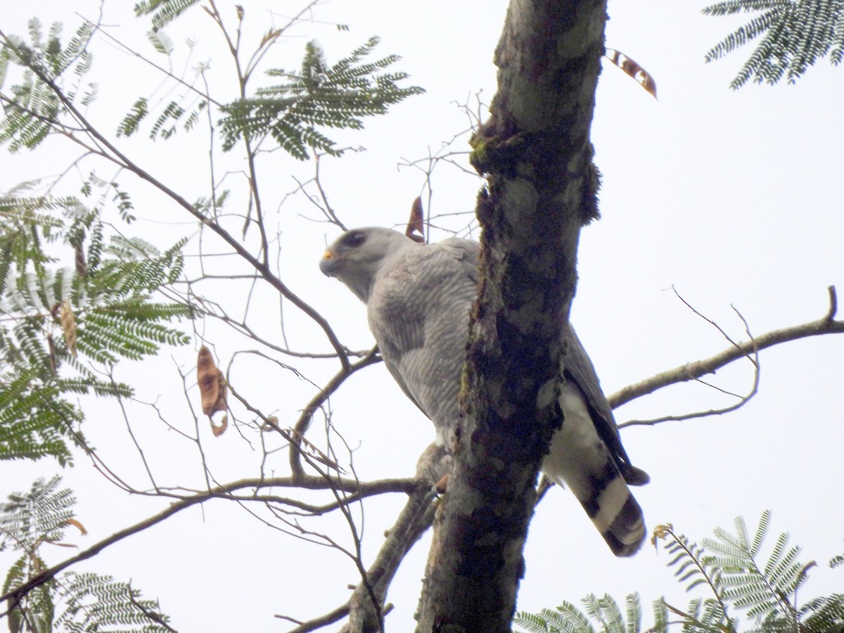 Gray-lined Hawk - ML628053883