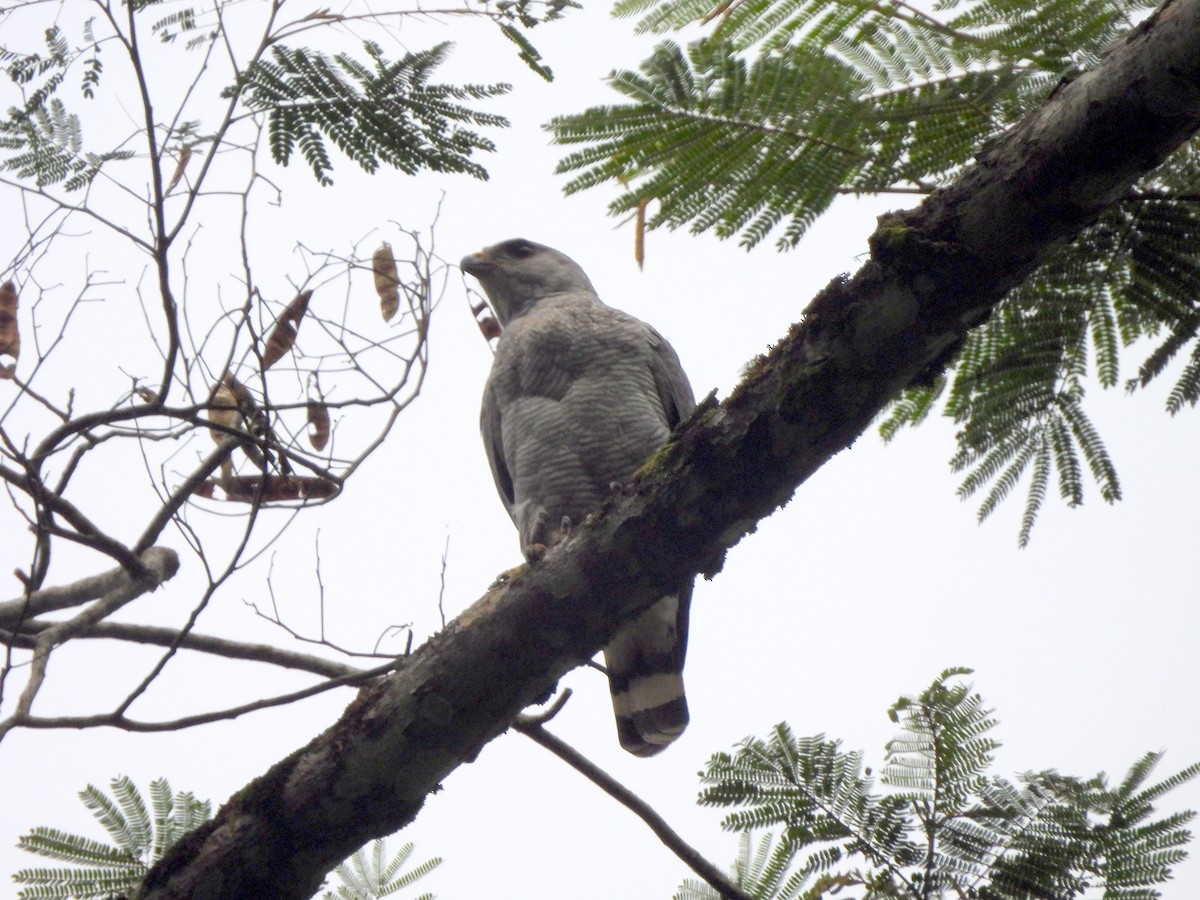 Gray-lined Hawk - ML628053884