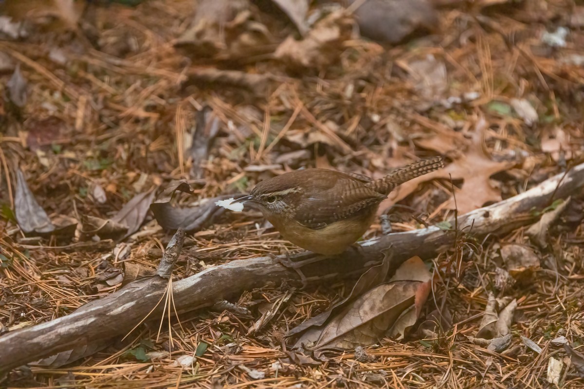 Carolina Wren - ML628053890