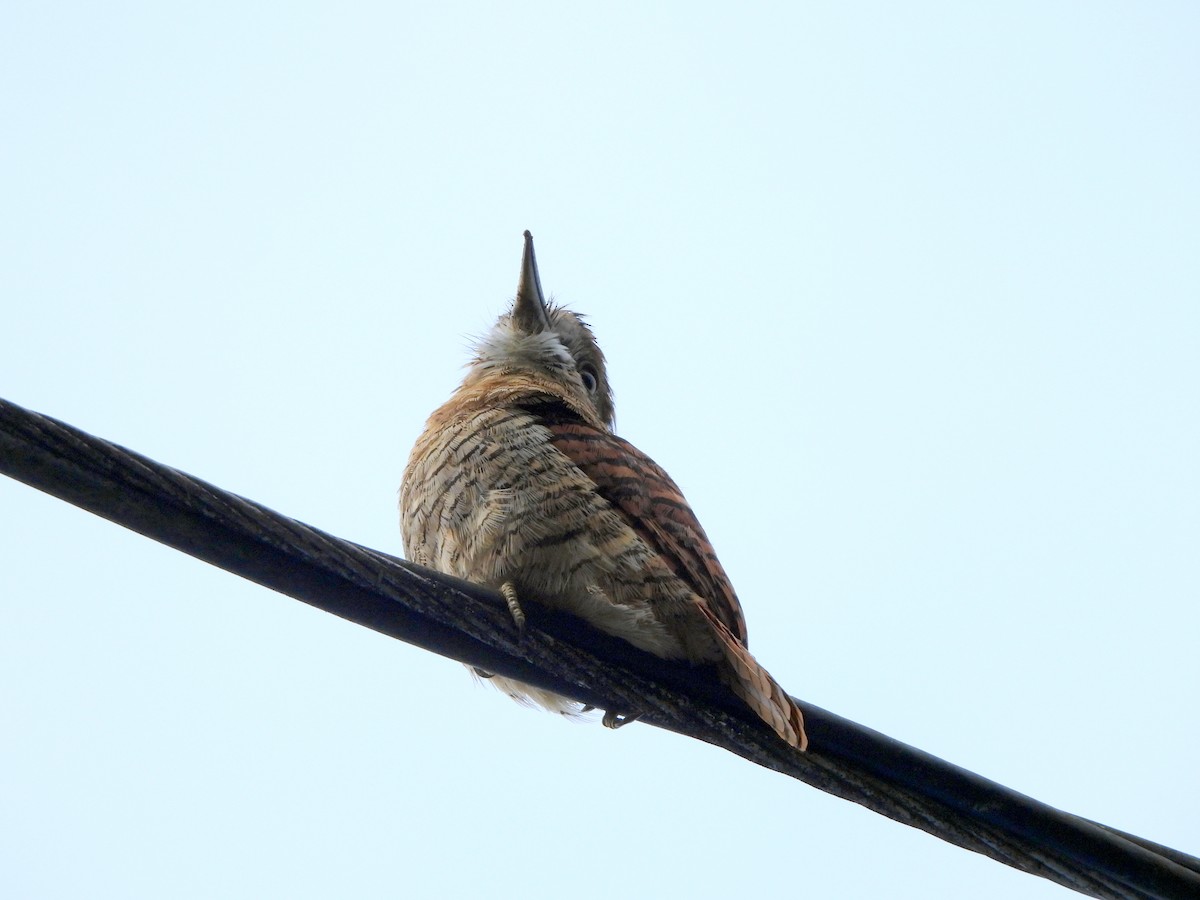 Barred Puffbird - ML628053894