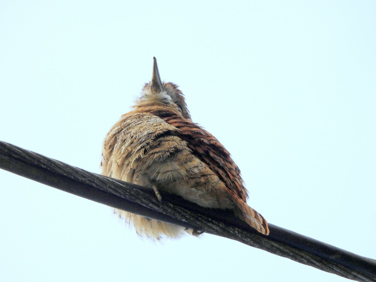 Barred Puffbird - ML628053895