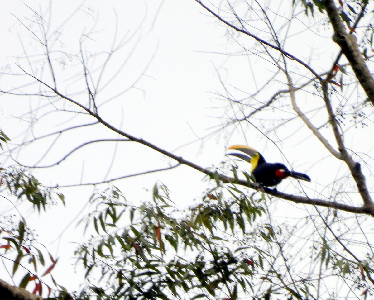 Yellow-throated Toucan - ML628053910