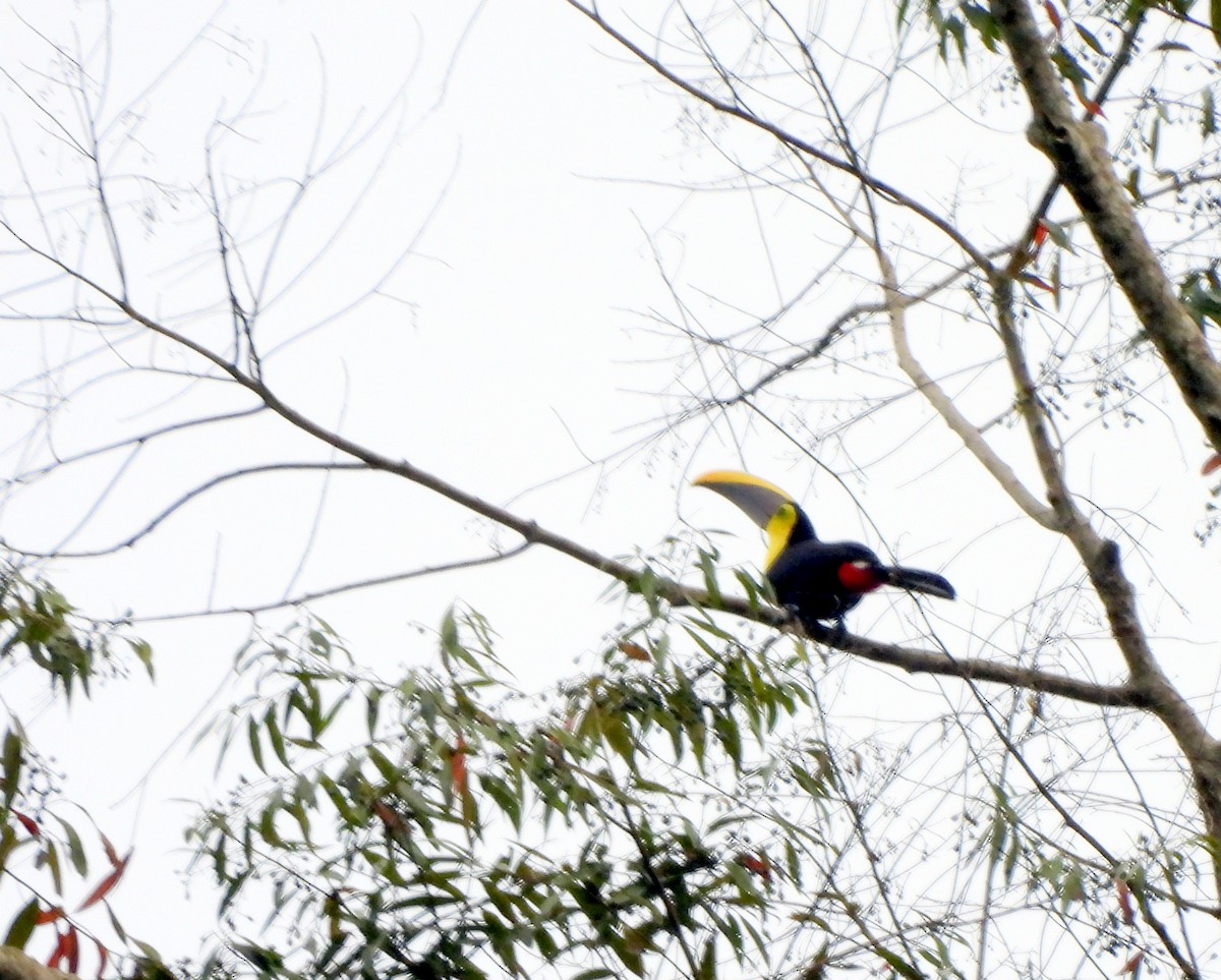 Yellow-throated Toucan - ML628053911