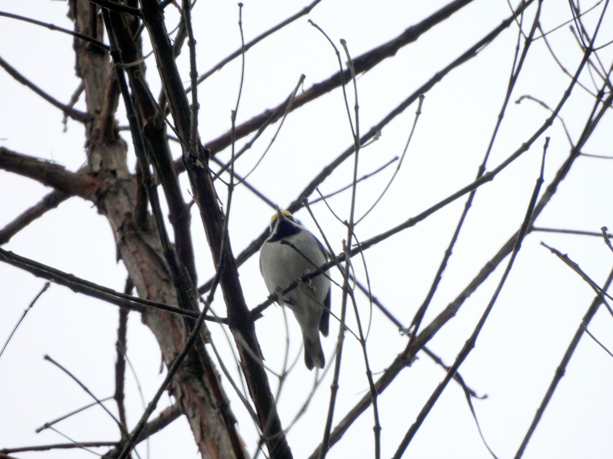 Golden-winged Warbler - ML628053945