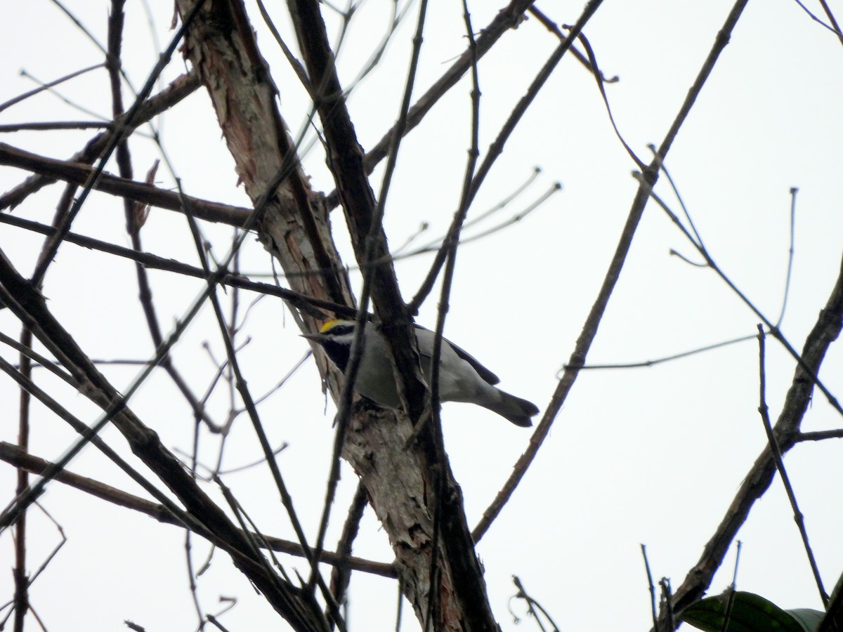 Golden-winged Warbler - ML628053947