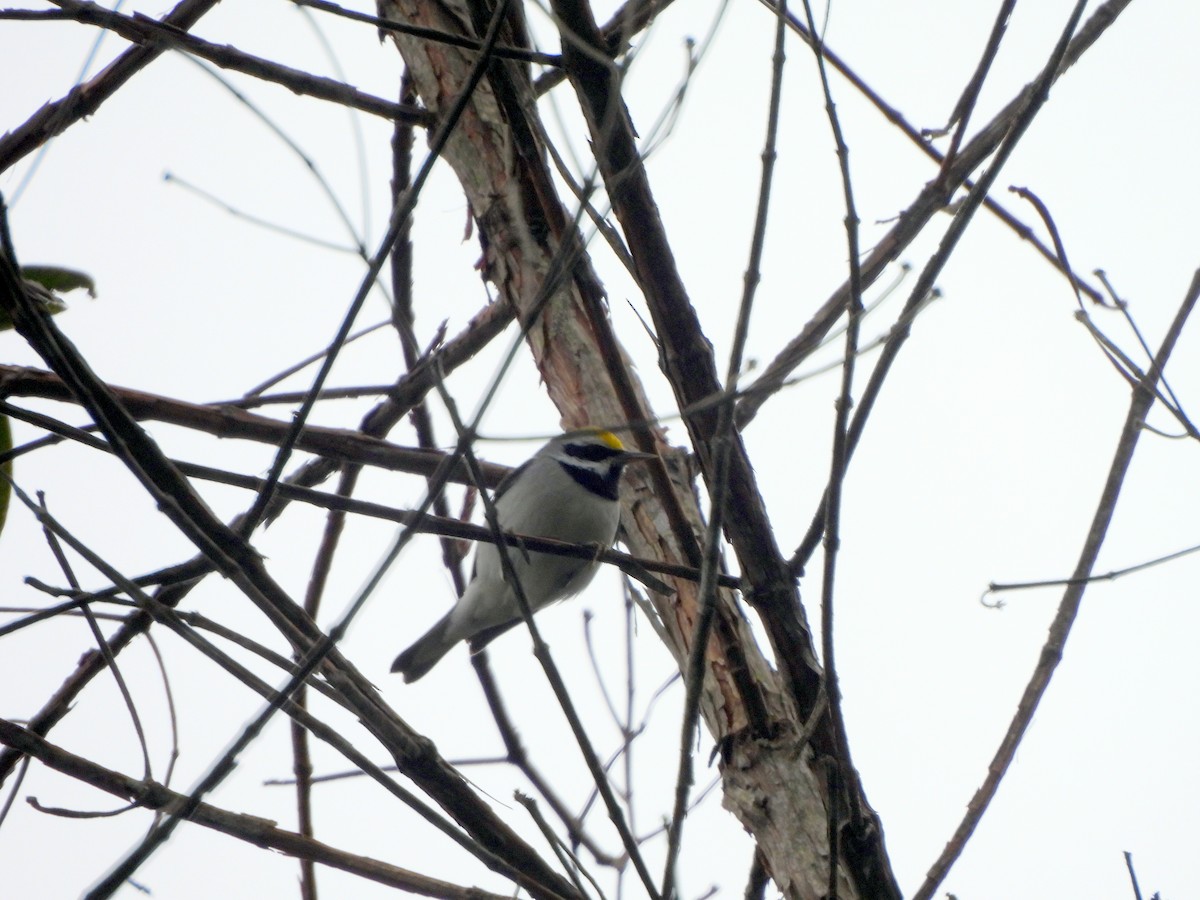 Golden-winged Warbler - ML628053948