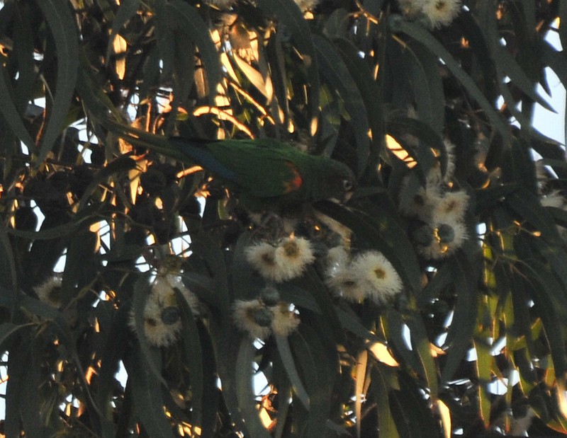 Santa Marta Parakeet - ML628054010