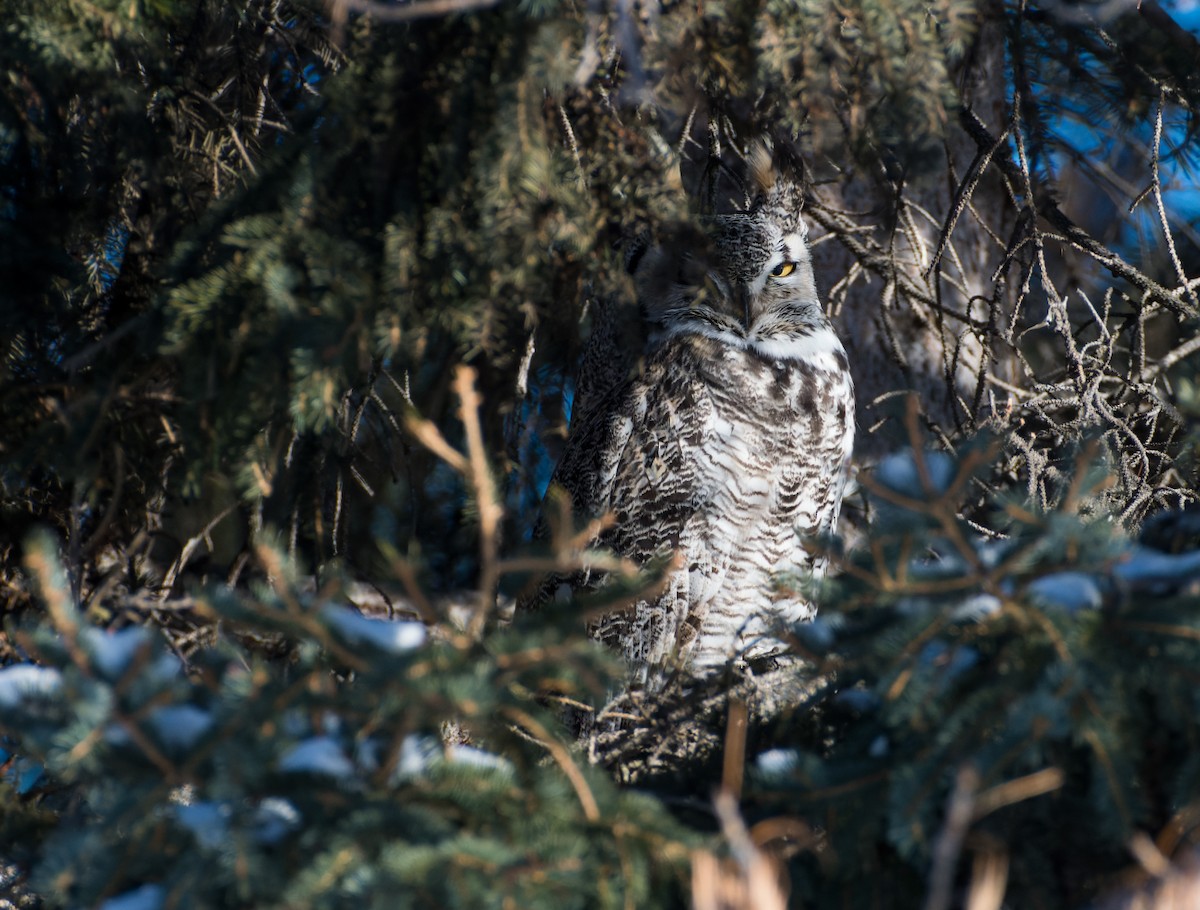 Great Horned Owl - ML628054014