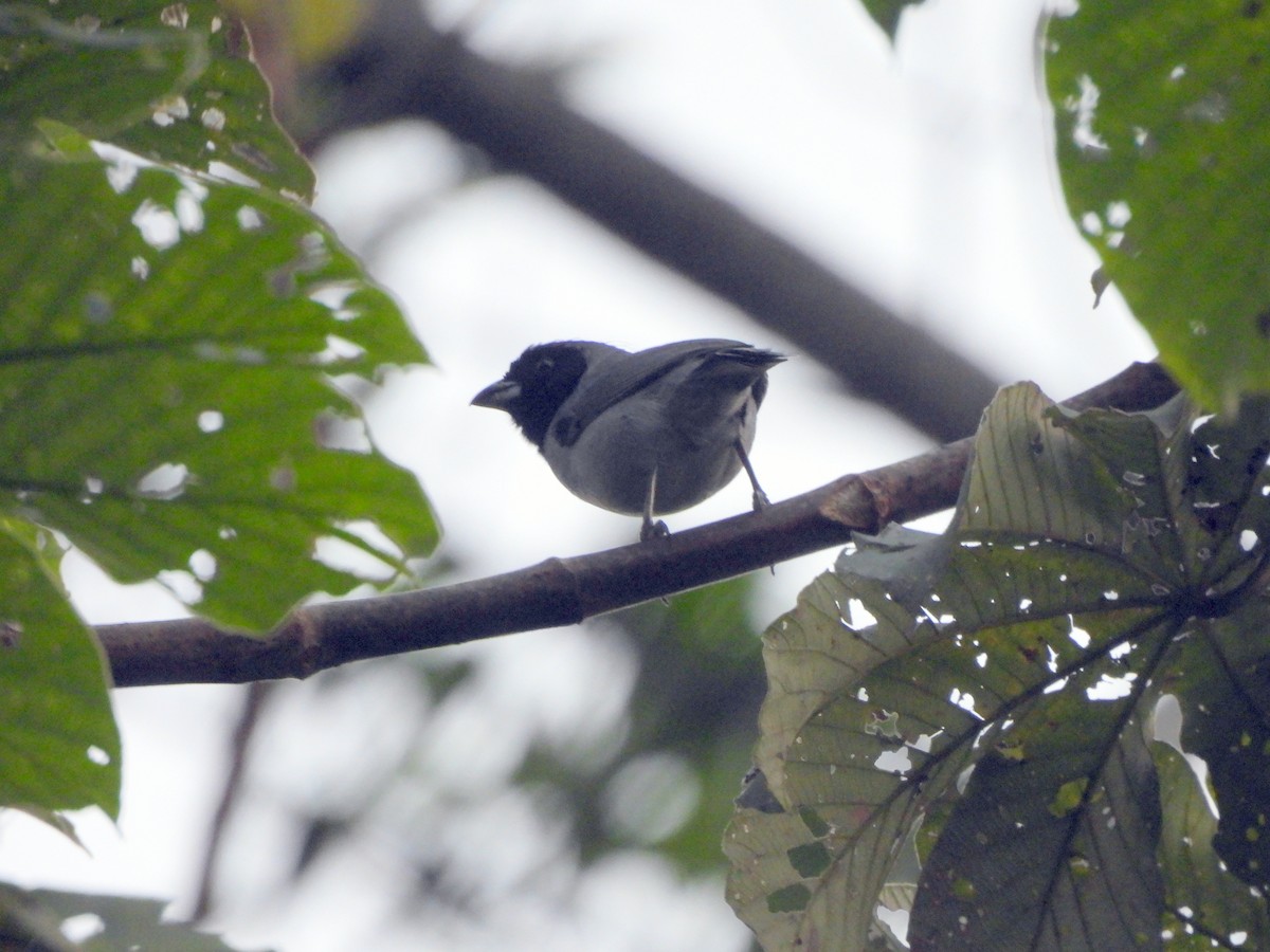 Black-faced Tanager - ML628054016