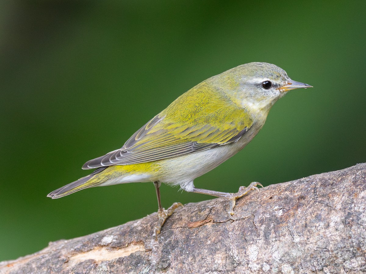 Tennessee Warbler - ML628054017