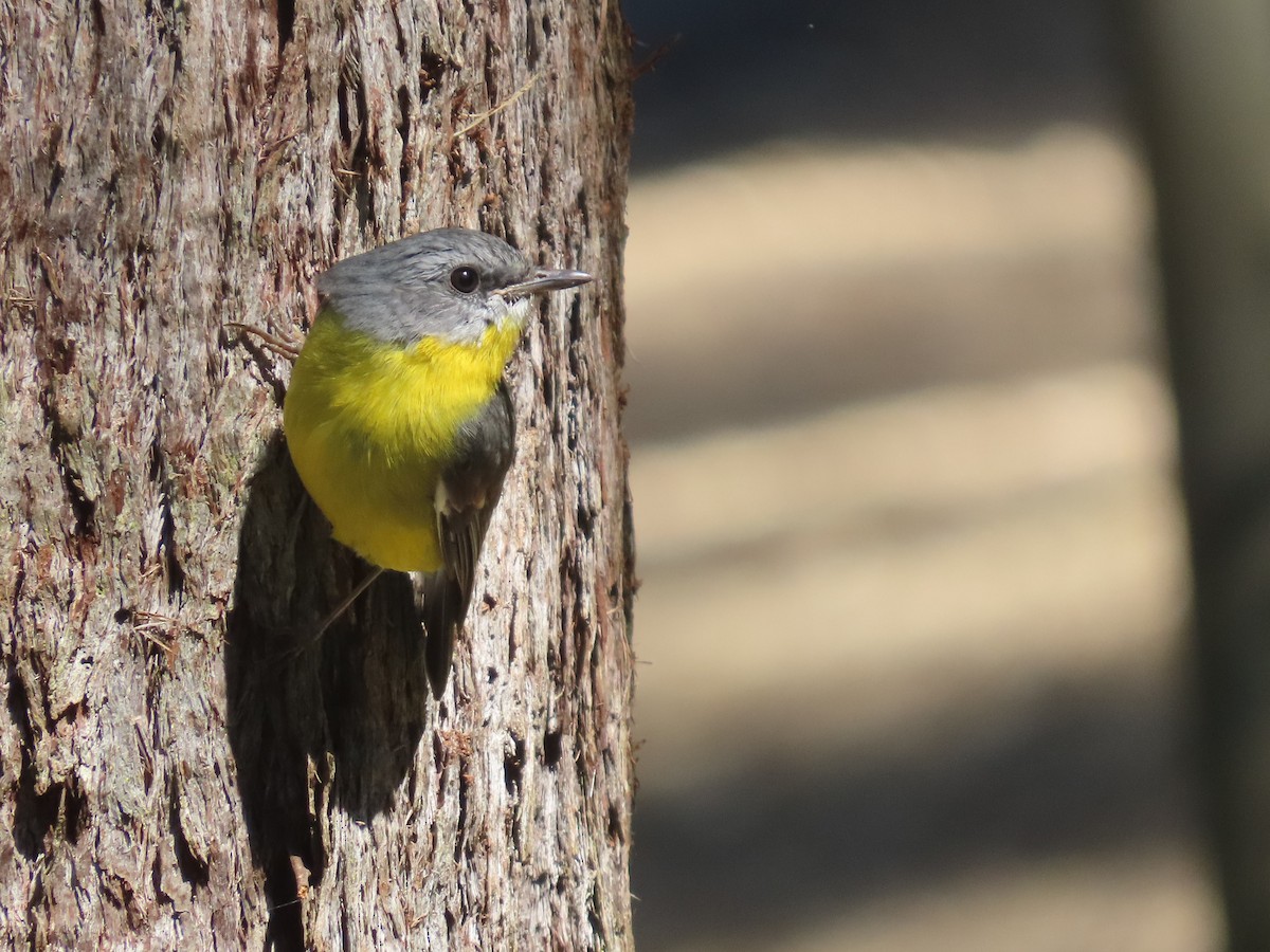 Eastern Yellow Robin - ML628054025