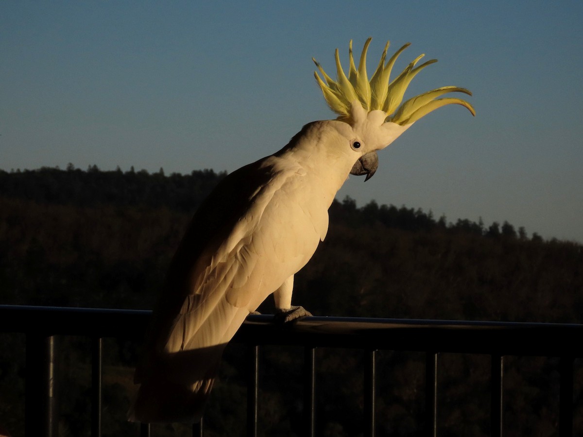 Sulphur-crested Cockatoo - ML628054029