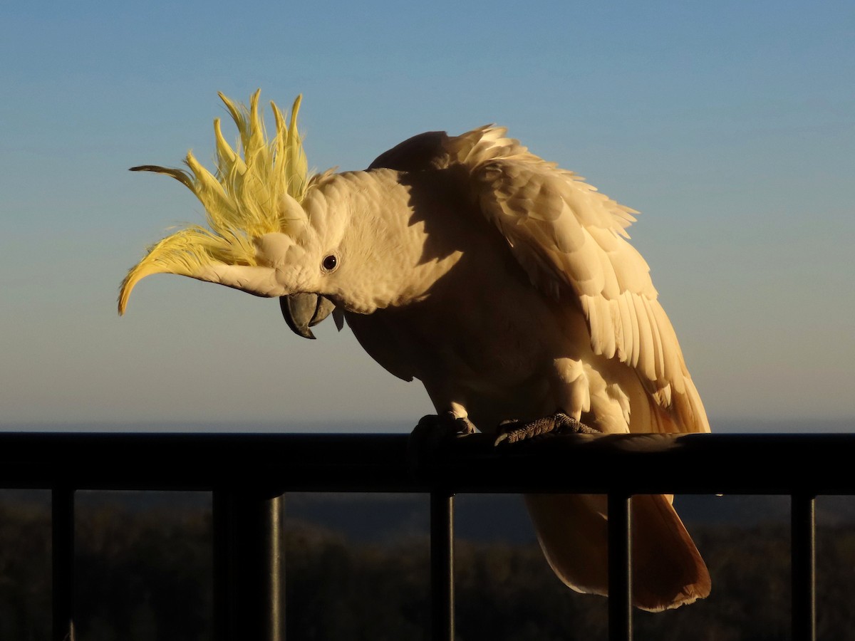 Sulphur-crested Cockatoo - ML628054030