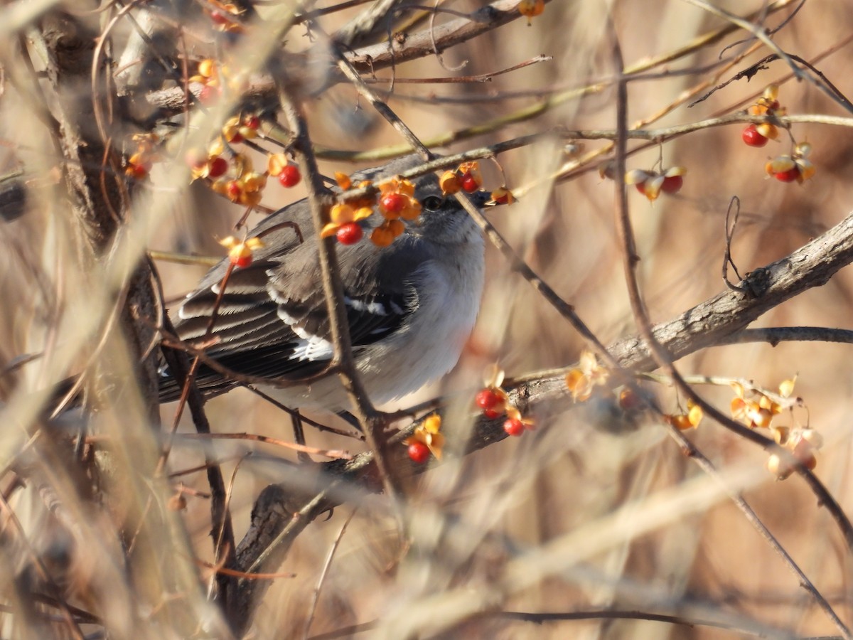 Northern Mockingbird - ML628054036