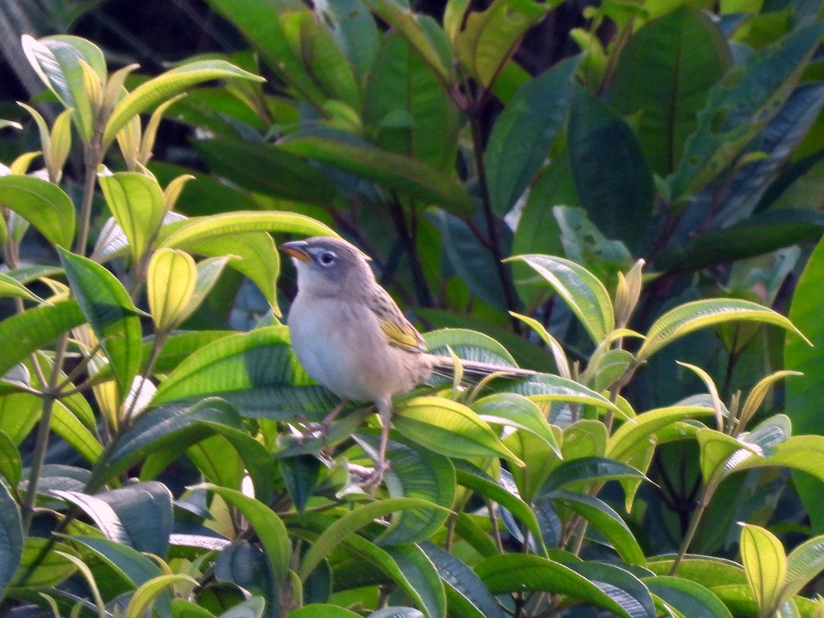 Wedge-tailed Grass-Finch - ML628054044