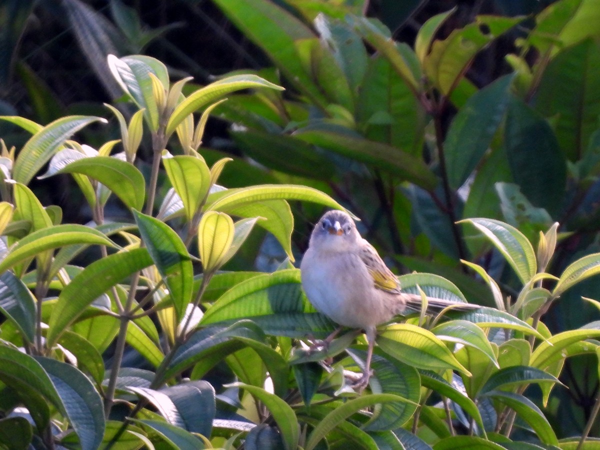 Wedge-tailed Grass-Finch - ML628054045